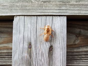 Close-up of insect on wooden wall
