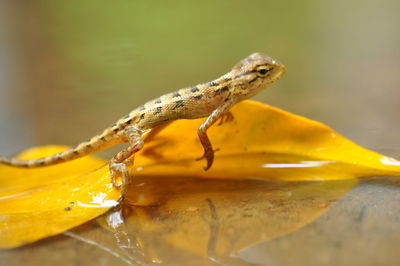 Close-up of insect on yellow leaf