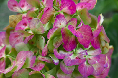 Close-up of pink flowering plants