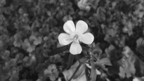 Close-up of flower blooming outdoors