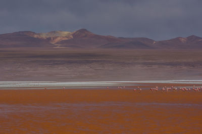 Scenic view of desert against sky