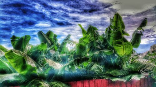 View of plants against sky