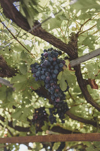 Close-up of berries growing on tree