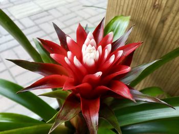 Close-up of red flower