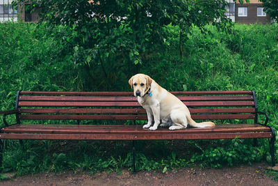 Dog sitting on bench in park