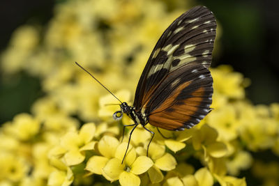 Tiger longwing butterfly on yellow flowers. heliconius hecale