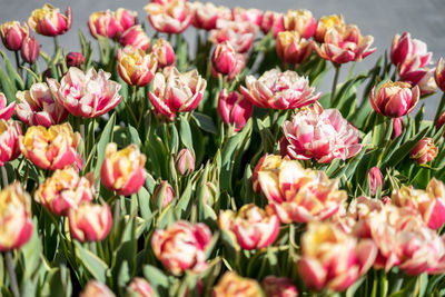 Close-up of pink tulips