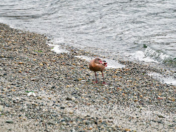 High angle view of bird in water