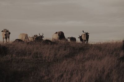 Cow in the mount