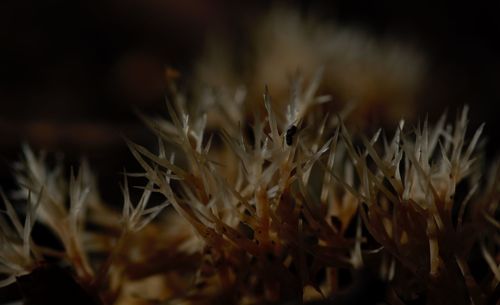 Close-up of plant against blurred background