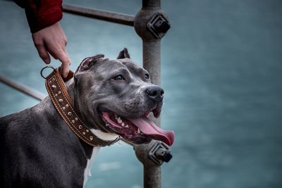 Close-up of man with dog