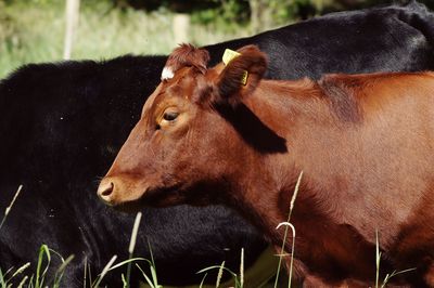 Cows on sunny day