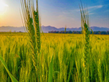 Wheat growing on field against sky