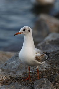 Close-up of seagull on rock