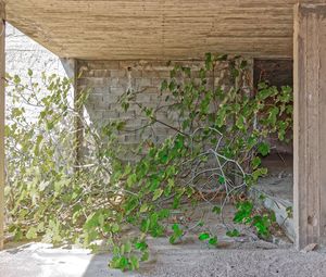 Plants growing by wall of old building