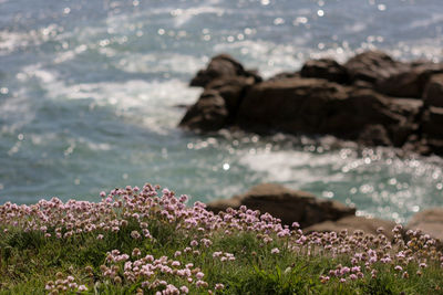 View of dog on beach