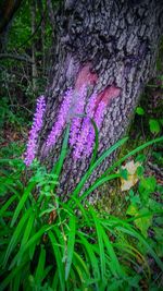 Purple flowers growing on tree trunk