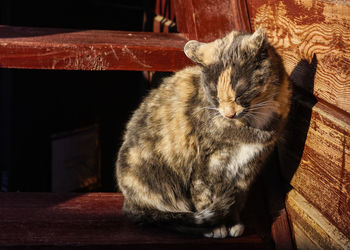 Close-up of cat sitting on table at home