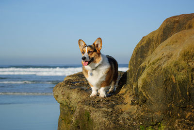 Dog on rock by sea against sky