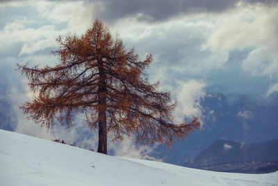Tree on snow covered land against cloudy sky