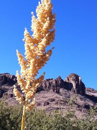 Low angle view of tree against clear blue sky