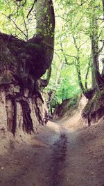 Dirt road amidst trees in forest