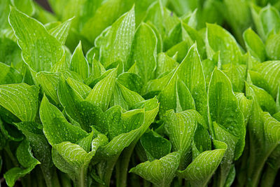 Close-up of wet leaves