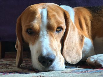 Close-up portrait of dog lying down