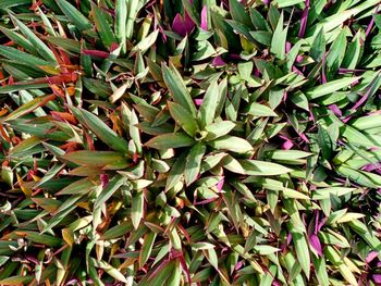 Full frame shot of succulent plant