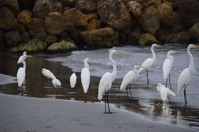 Flock of birds on rocks at beach