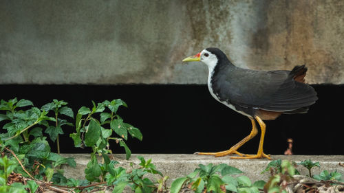 Close-up of bird perching on a plant