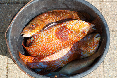 Orange ballan wrasses in a bucket after fishing in brittany