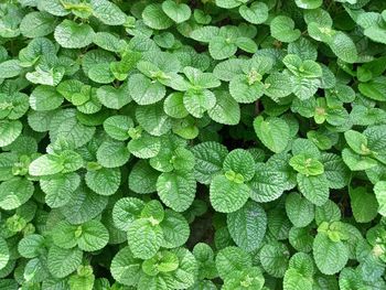 Natural green leaf