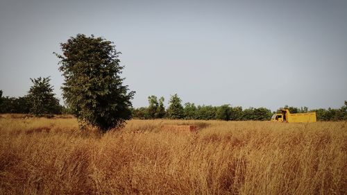 Trees on agricultural field against clear sky