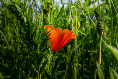 Close-up of orange flower on field