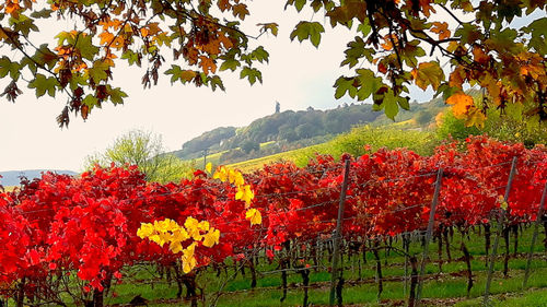 Red flowering plants against trees during autumn