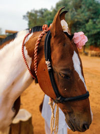 Close-up of horse in ranch