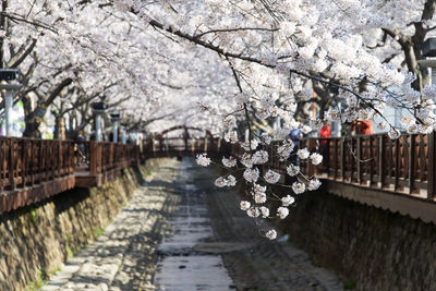 Tree blooming in korea