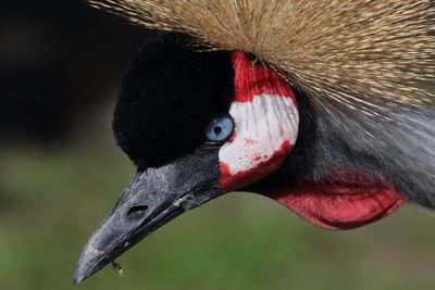 Close-up of bird