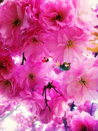 Close-up of pink flower