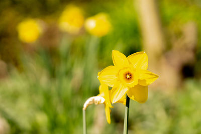 Close-up of yellow daffodil flower