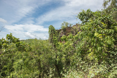 Plants growing on land against sky