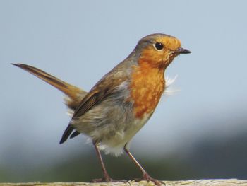 Close-up of robin perching 