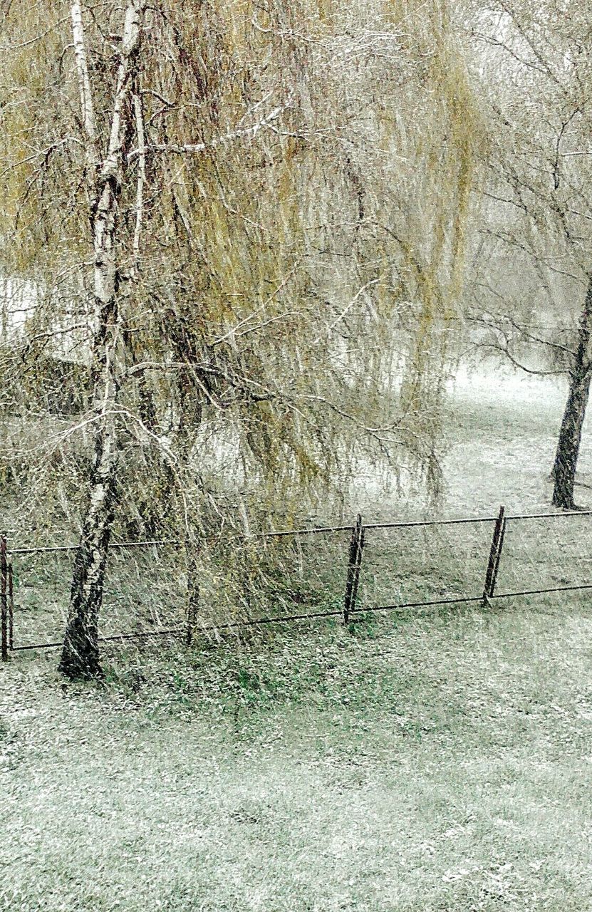 tree, nature, outdoors, day, no people, backgrounds