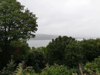 Plants by lake against sky