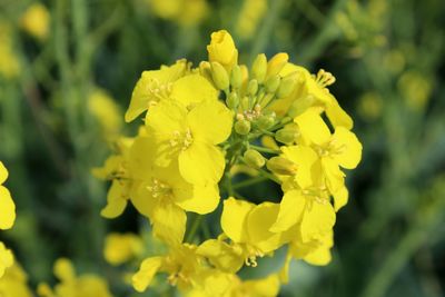 Close-up of yellow flower