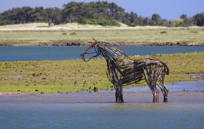 View of a horse on field