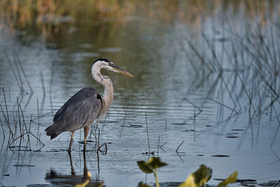 High angle view of gray heron on lake