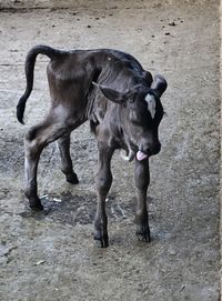 Horse standing on land