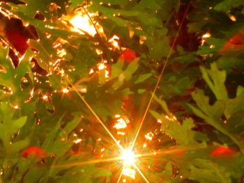 Low angle view of firework display